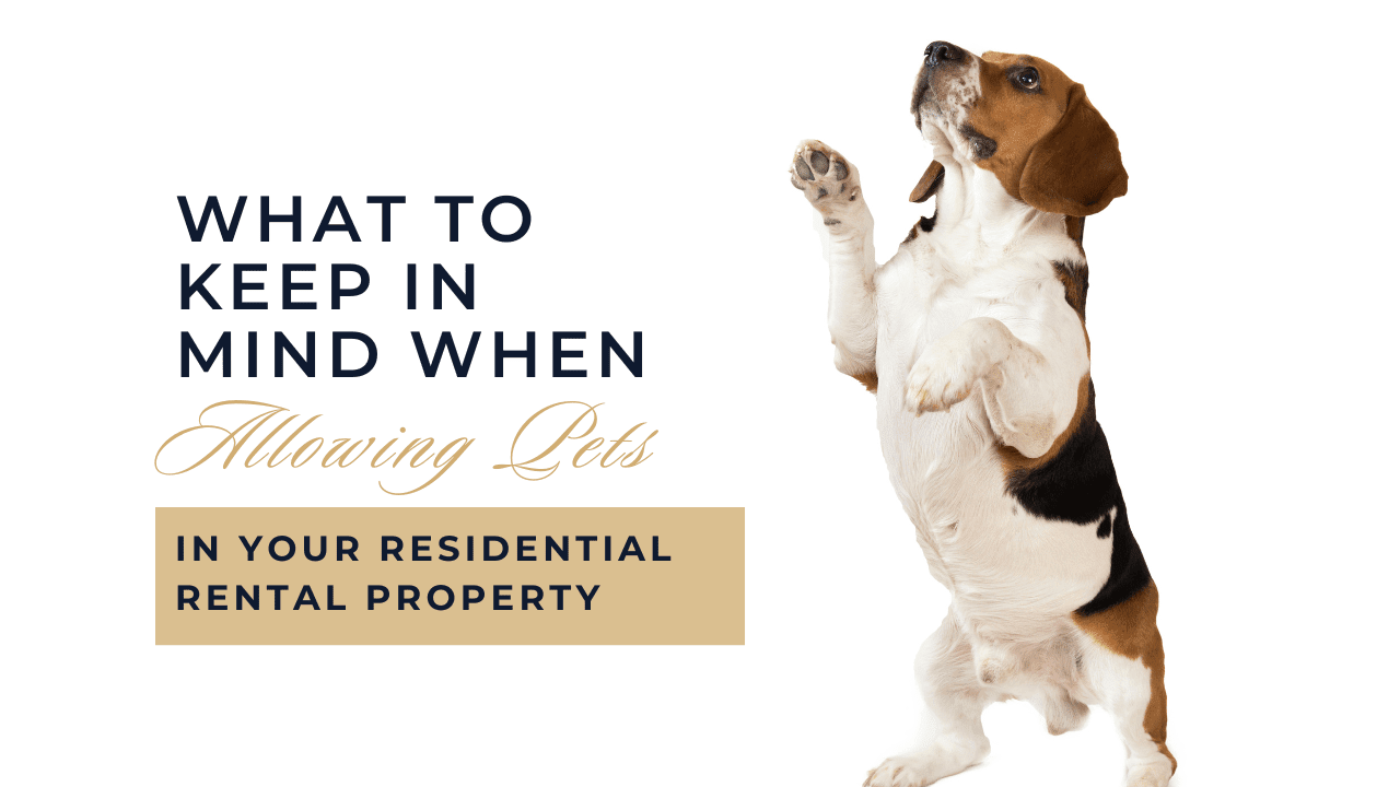 What to Keep in Mind When Allowing Pets in Your Residential Rental Property | Arlington Property Management